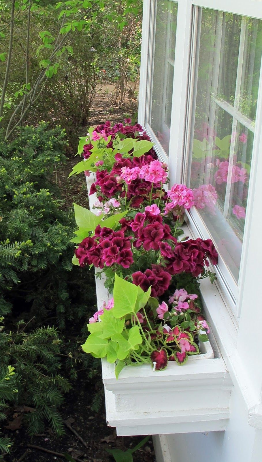 shade window box the dark gorgeous deep rasberry geraniums are the thrill th shade window box the in 2020 window box plants window box flowers shade plants bloem rail planter on shade window box the dark gorgeous deep rasberry geraniums are the thrill th shade window box the in 2020 window box plants window box flowers shade plants pinterest