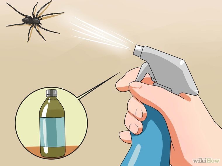 Get Rid of Spiders in the House Get rid of spiders