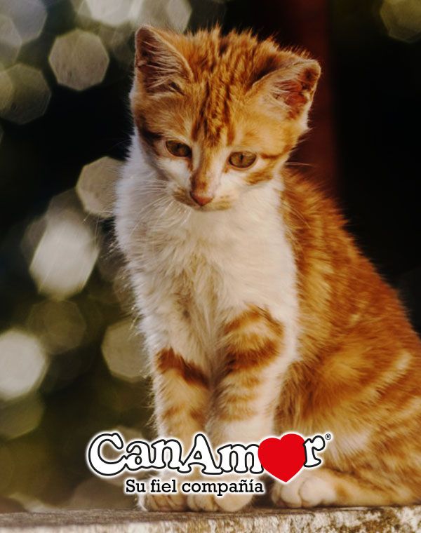 Sabíasque Si Un Gato Te Lame Es Porque Te Considera Uno De Los Suyos Está Acicalándote Cats Gatos Felinos Cosasdegatos Curiosidades Pets Tabby Cat Cats