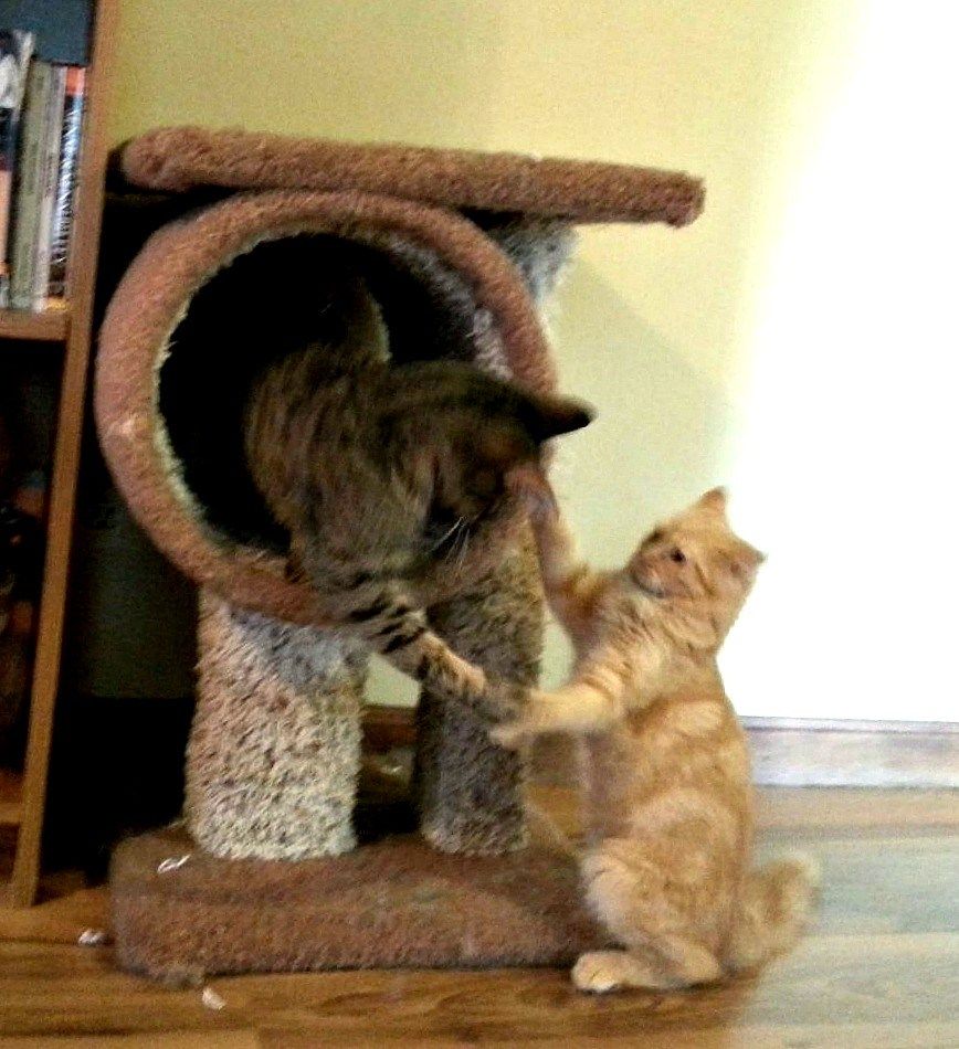 Pin on Pebbles the Blind Cat Blog Posts