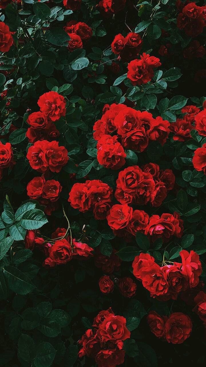 I Love This Beautiful Quote For Women Around バラの壁紙 壁紙 花 ゴシック壁紙 I Love This Beautiful Quote For Women Around バラの壁紙 壁紙 花 ゴシック壁紙