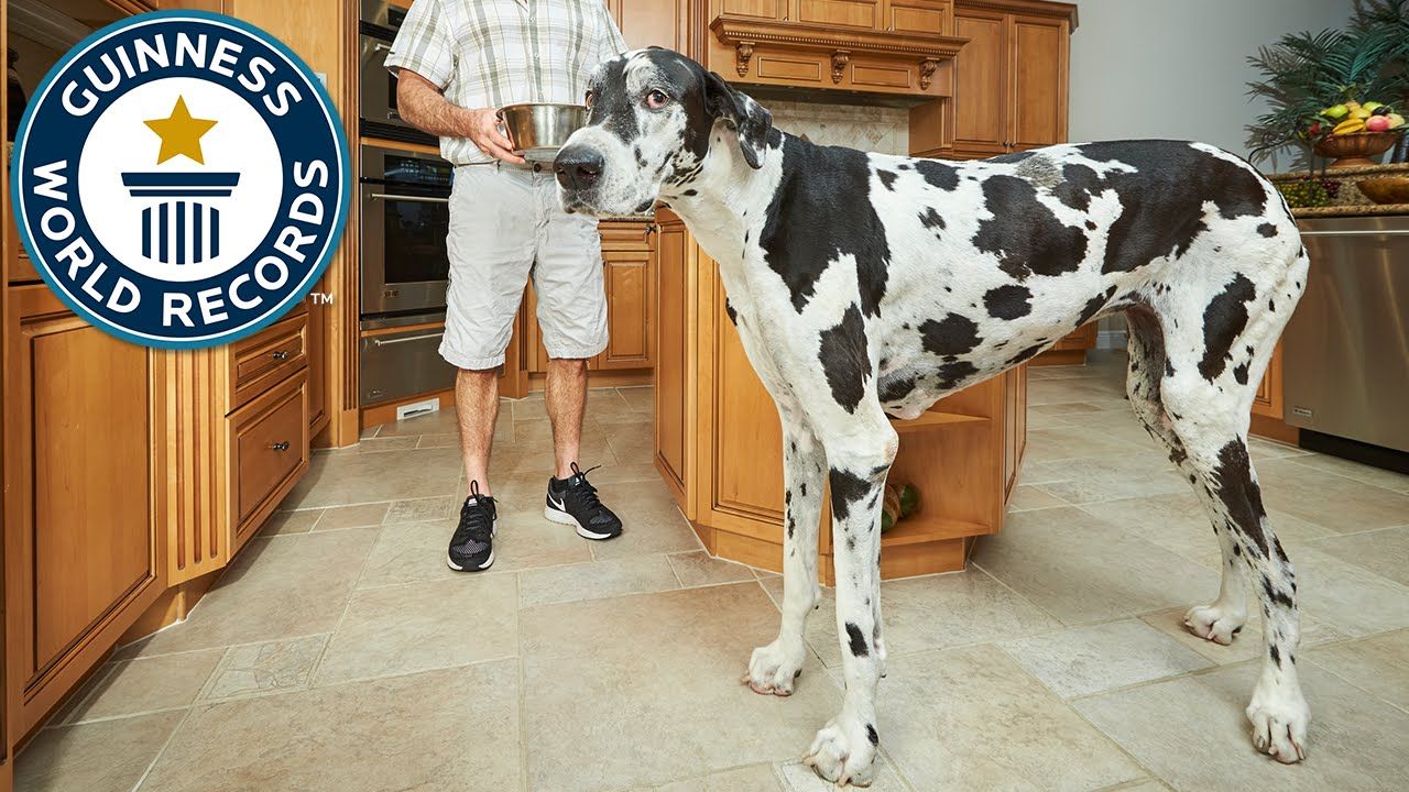 Tallest Female Dog Meet The Record Breakers With Images