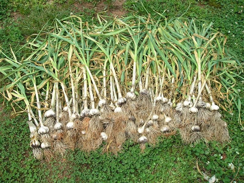 Harvesting garlic