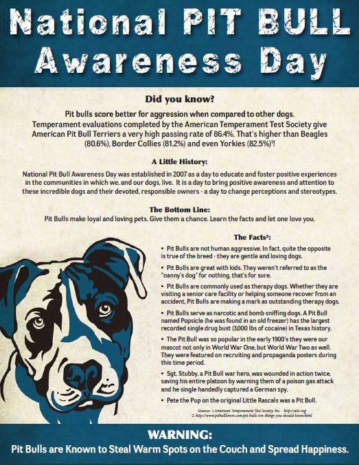 How To Stop Dog Aggression Pitbulls Aggressive Dog Pitbull Terrier