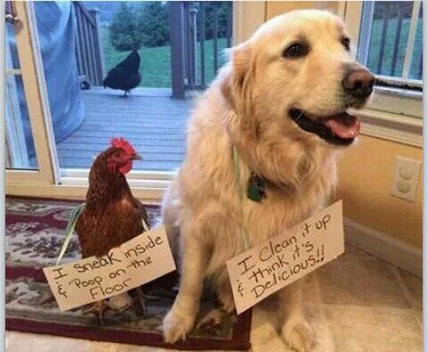 dog and chicken dog and chicken