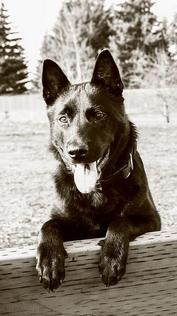 A Australian Cattle Dog Chow Chow Mix Dogs Smiling Dogs Happy Dogs