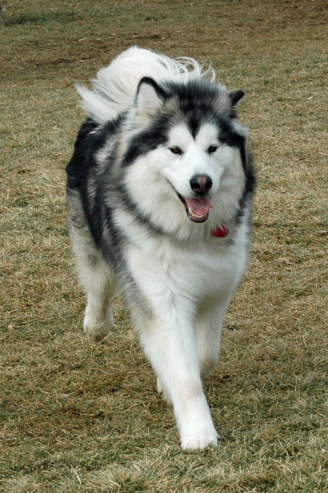 How To Groom An Alaskan Malamute Malamute Dog Alaskan Malamute