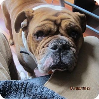 Pin By Nikki Taylor On Animals I Want To Adopt English Bulldogs