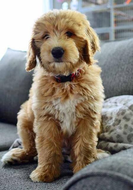 Toby is a golden retriever, Australian shepherd, poodle mix. Now he is ... - Ae8eb49966e776c35bb66b89bb471e6c