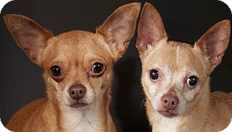 Chicago Il Chihuahua Meet Mini Chico A Dog For Adoption