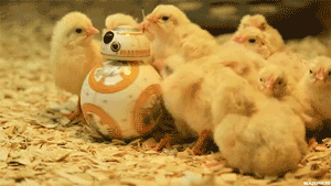 Peterfromtexas スターウォーズ かわいい 動物 Peterfromtexas スターウォーズ かわいい 動物