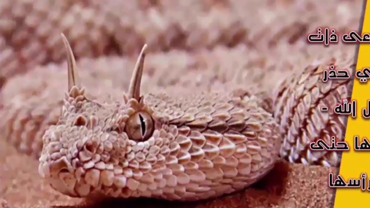 شاهد الافعى ذات القرون التي حذر منها رسول الله احذروا منها حتى بعد قطع رأسها Lizard Snake