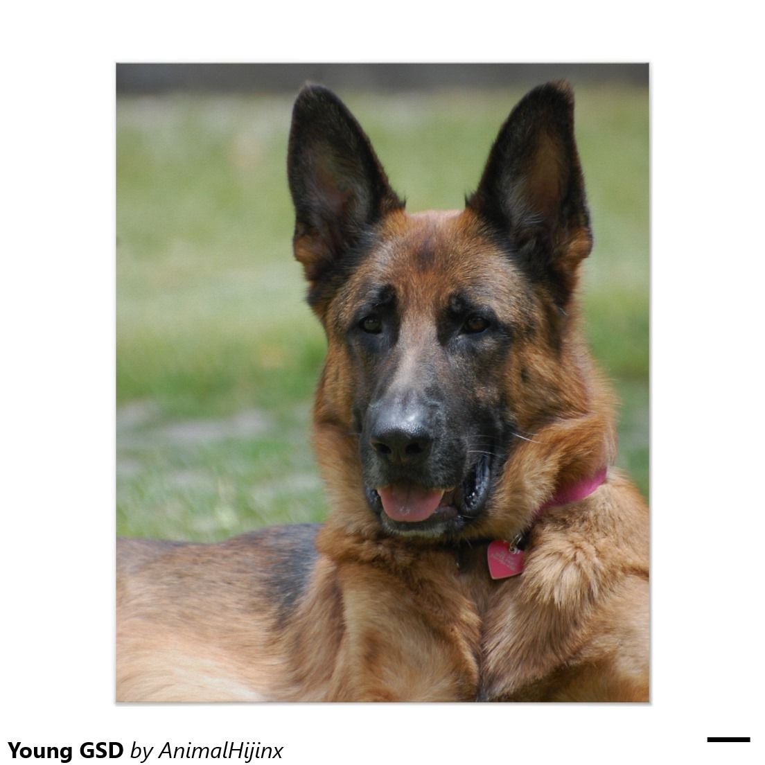 Young Gsd Poster Zazzle Com Dogs Dog Treats Large Dog Breeds