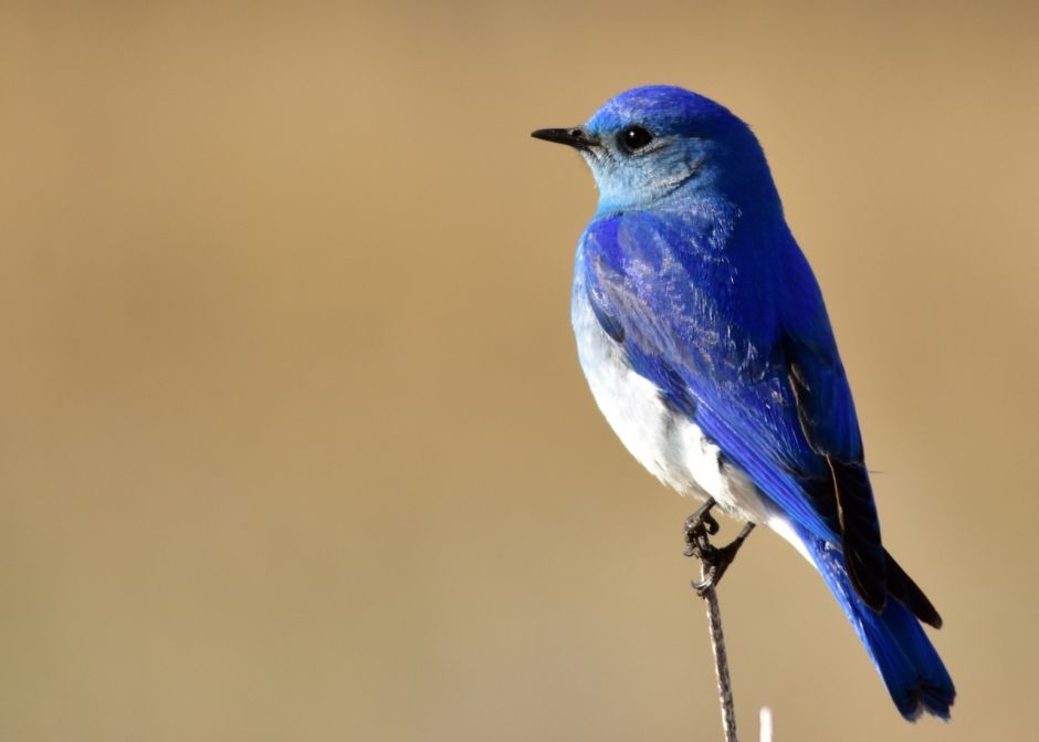 Photo guide to Nevada’s incredible wildlife State birds, Birds, Rocky