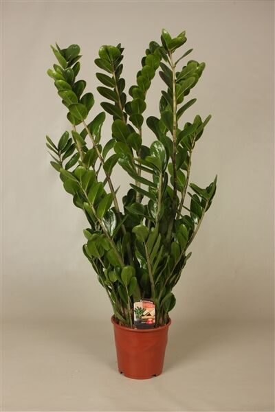 7 Lucky Plants 7 Lucky Plants