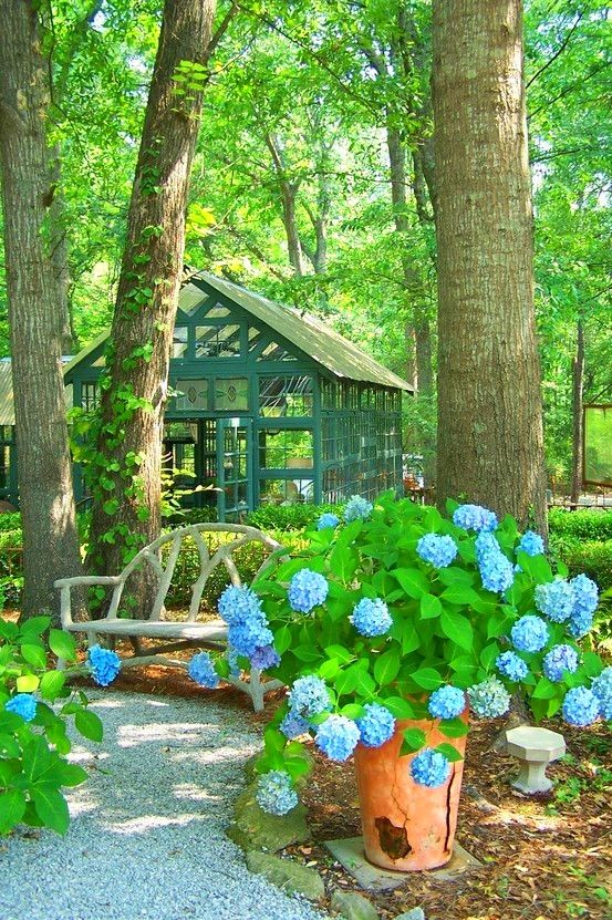 woodland garden with gravel path, greenhouse and blue hydrangeas ... woodland garden with gravel path, greenhouse and blue hydrangeas ...