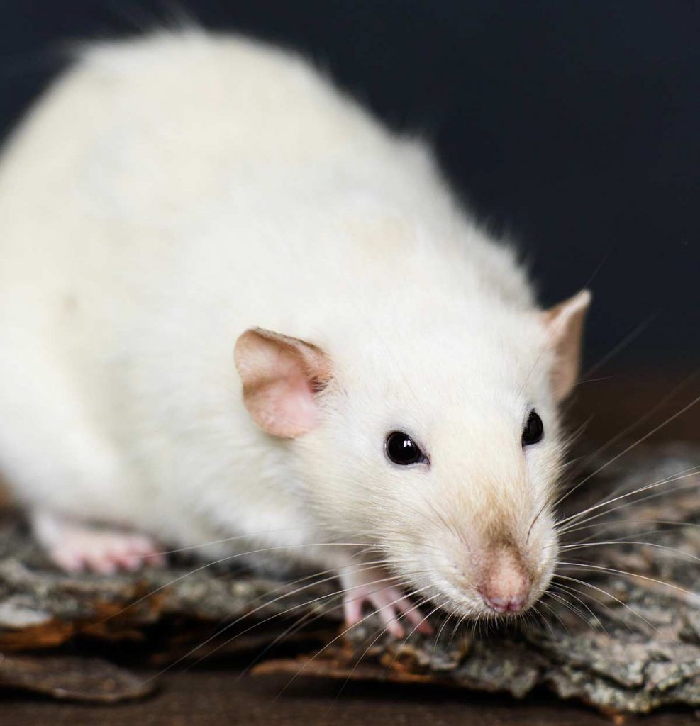 Rat Colors The Amazing Array Of Wonderful Shades Funny Rats Cute Rat Colors The Amazing Array Of Wonderful Shades Funny Rats Cute