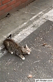 When you suddenly forgot how to cat – Find and Sha When you suddenly forgot how to cat – Find and Sha