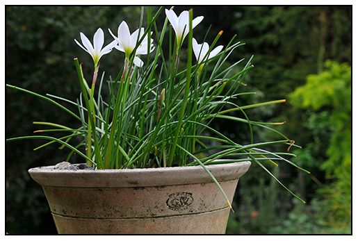Potted Rain Lilies | Rain Lily, Beautiful Flowers Pictures, Plants