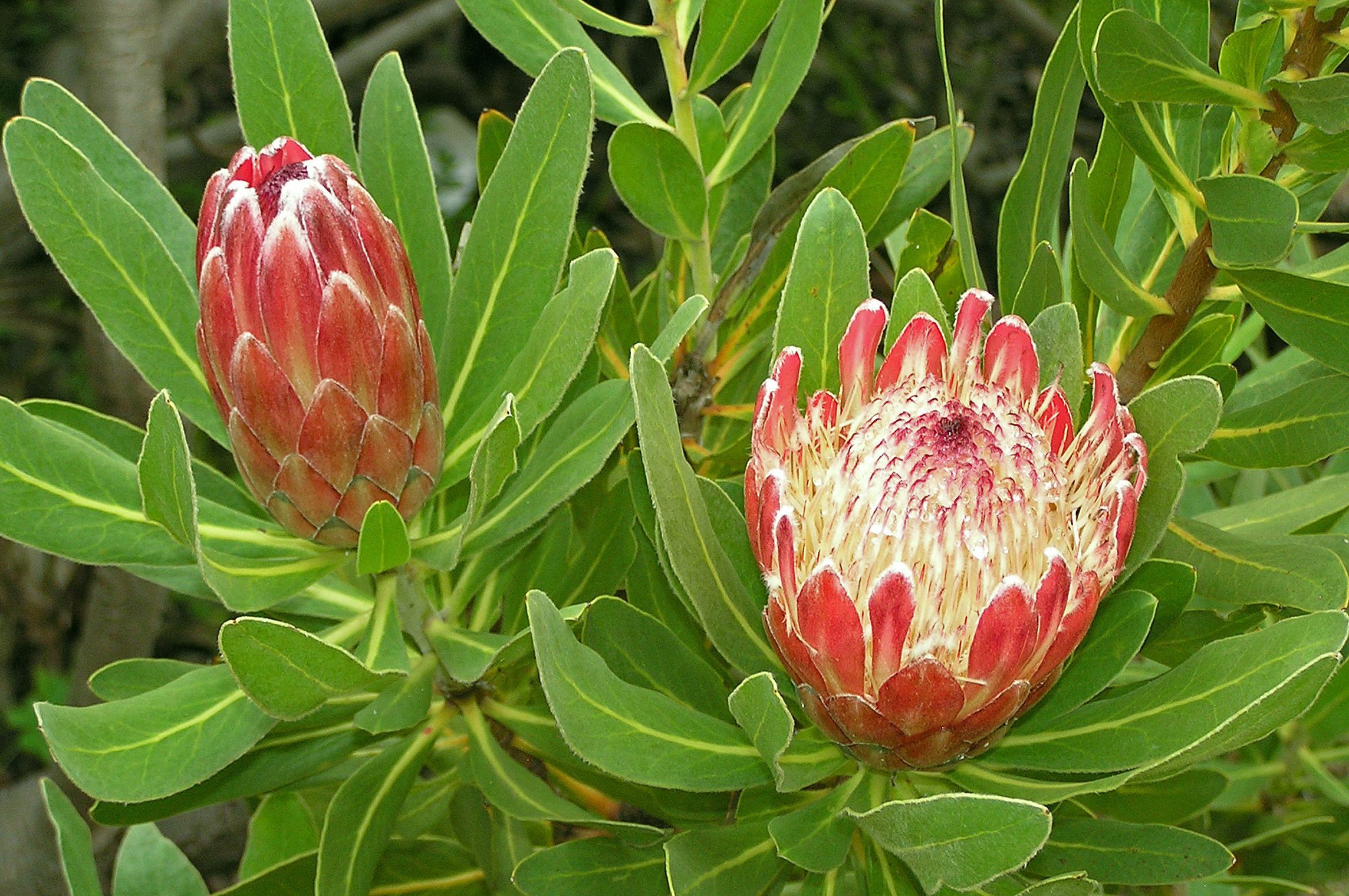 protea Protea collection Flower images, Flowers, Plants