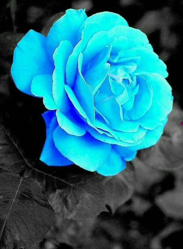 Fleurs Tout Genre おしゃれまとめの人気アイデア Pinterest Tatia Amel バラの壁紙 美しい花の写真 秋 花 Fleurs Tout Genre おしゃれまとめの人気アイデア Pinterest Tatia Amel バラの壁紙 美しい花の写真 秋 花