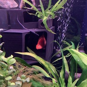 aquarium hides aquarium hides