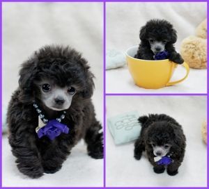 Teacup Poodle! She is a beautiful silver girl. 