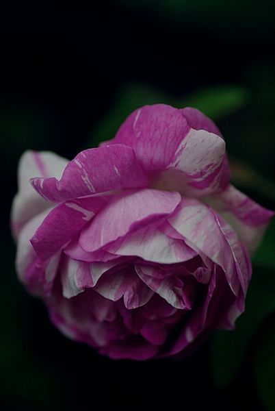 Rose Deco 色 ブログ Rose Deco 色 ブログ