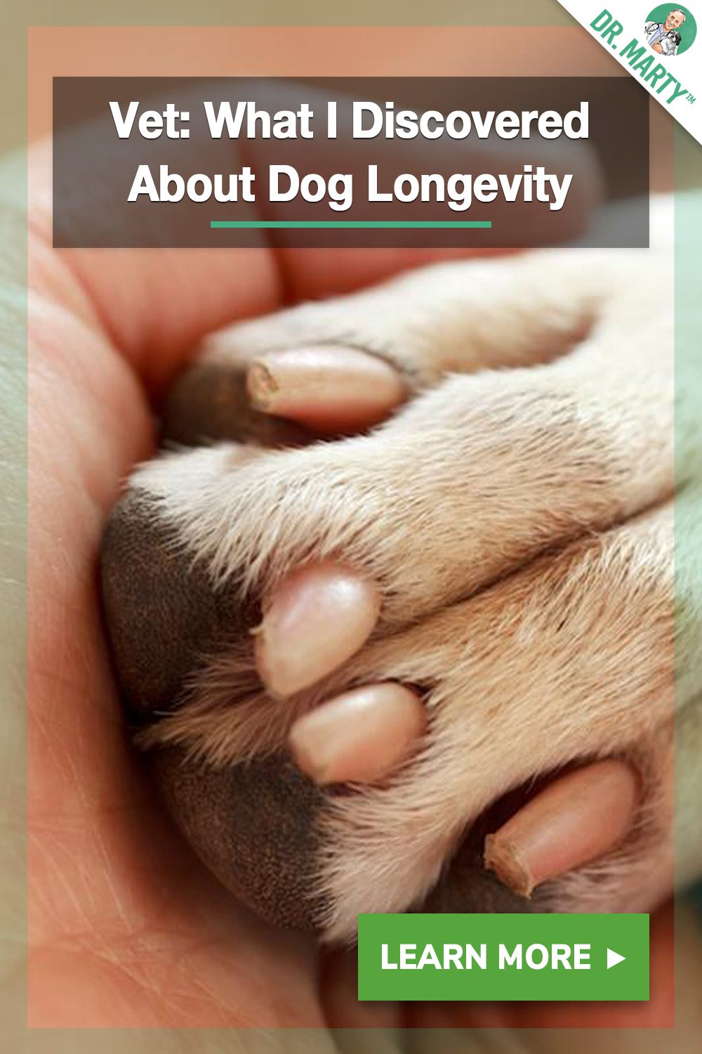 Celebrated Veterinarian Shares Remarkable Discovery About The Pet