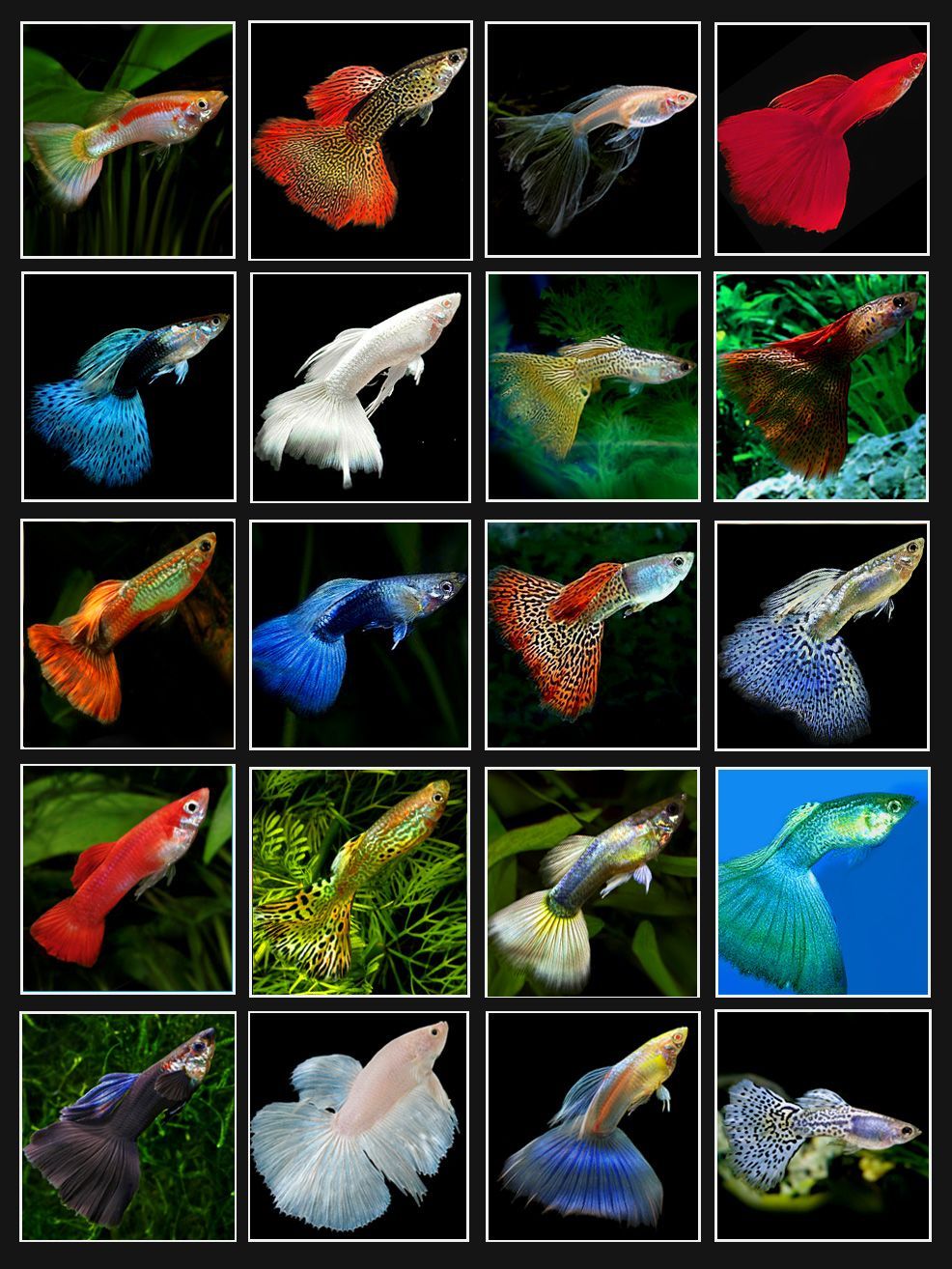 Pin On Peces pin-on-peces