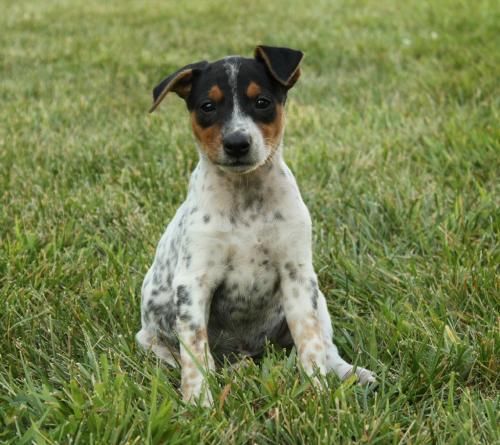 Dog Finder Adopt A Or Cat Near You Cattle Dogs Mix Jack Cattle Dogs