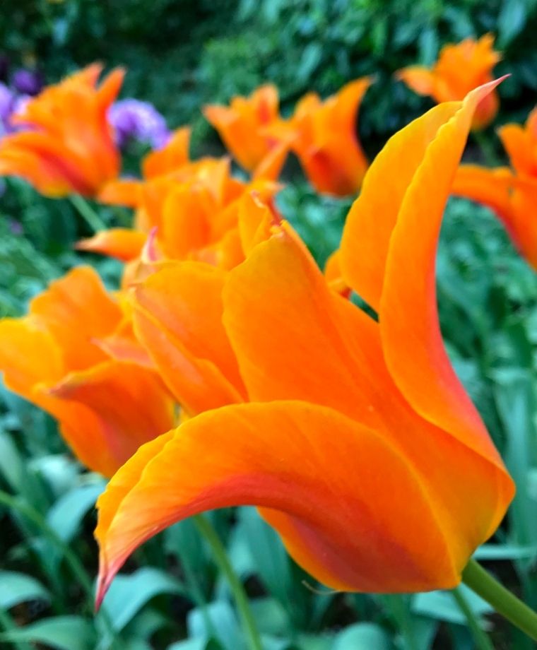 Tulip Ballerina An Award Winning Fragrant Star Ballerina Is Marigold Orange With Scarlet Flames Feathered Lemon Yellow Pe Bulb Flowers Tulips Tulips Flowers