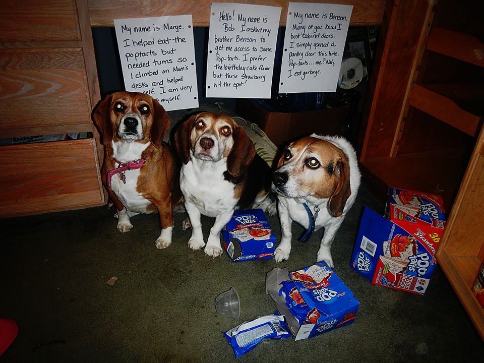 Can I Give My Dog Tums Is Tums Safe For Dogs Dogtime In 2020 Digestion Problems Diarrhea In Dogs Dog Health