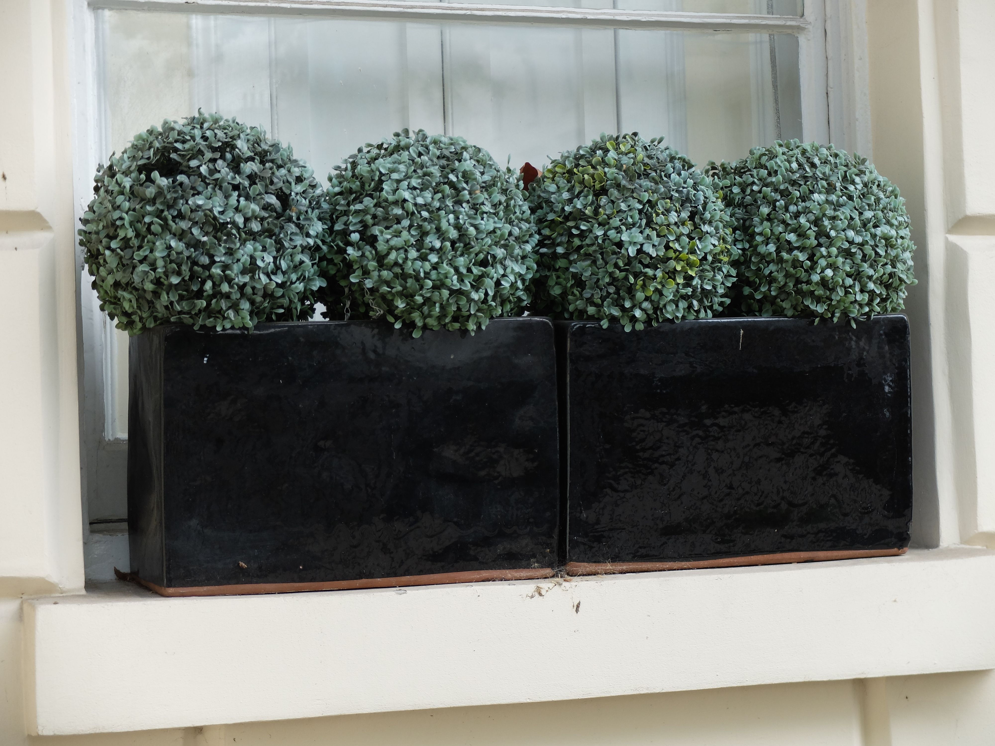 Fake topiary! Plastic imitation box balls in a window box in Pimlico