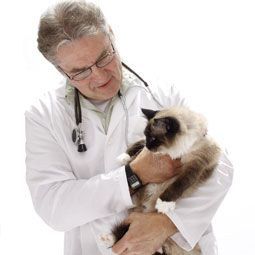 Financial Assistance for Cat Vet Costs | Cat vet, Vet ...