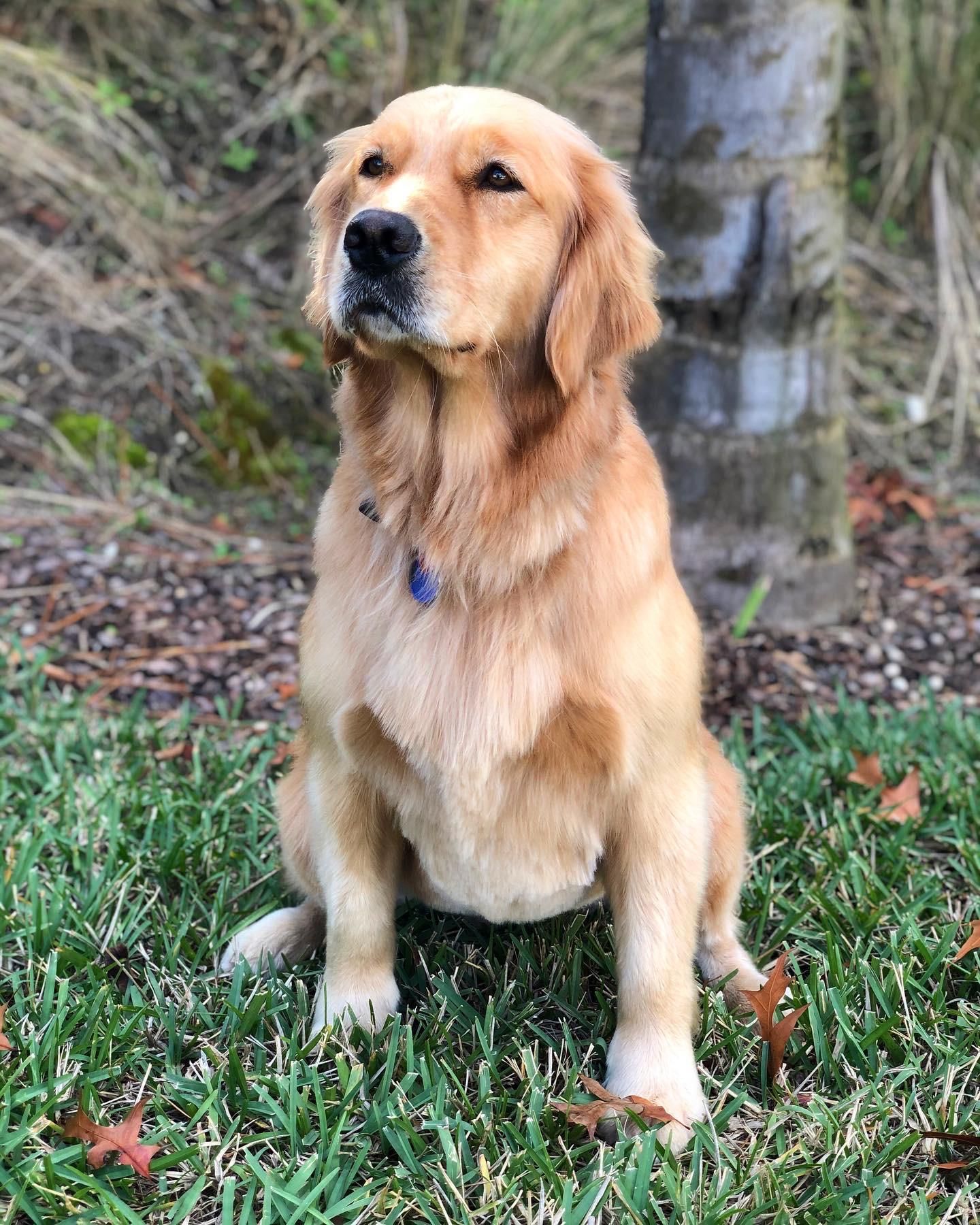 Sweet Judy Got Groomed Today Goldenretrievers Dogs Golden