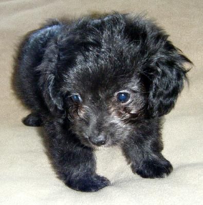 chihuahua poodle mix black