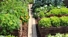 Hochbeete-Gemüse Breakfast In A Jar, Pots, Rabbit Garden, Edible Gifts, Be Perfect, Something To Do, Gardening, Hacks, Gardens