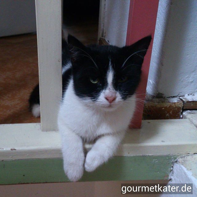Kitty Kat Heiß Kitty Kat Heiß