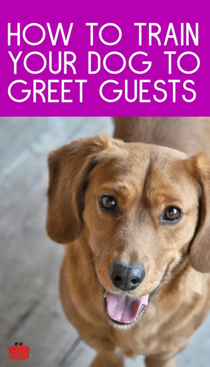 How To Train Your Dog To Greet Visitors Training Your Dog Your