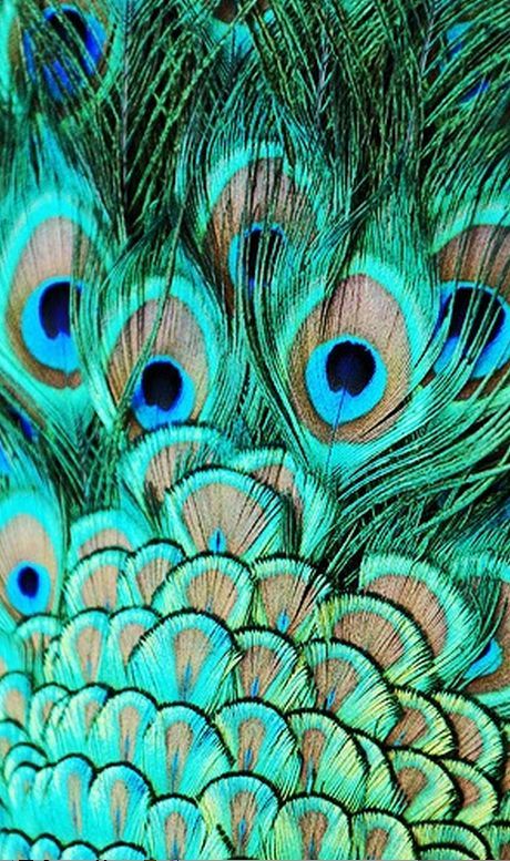 Neon In Nature Peacock Feathers Pinterest Peacock Feathers Custom Peacock Pattern Neon In Nature Peacock Feathers Pinterest Peacock Feathers Custom Peacock Pattern
