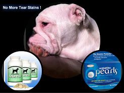 English Bulldog Food English Bulldog Allergies English Bulldog