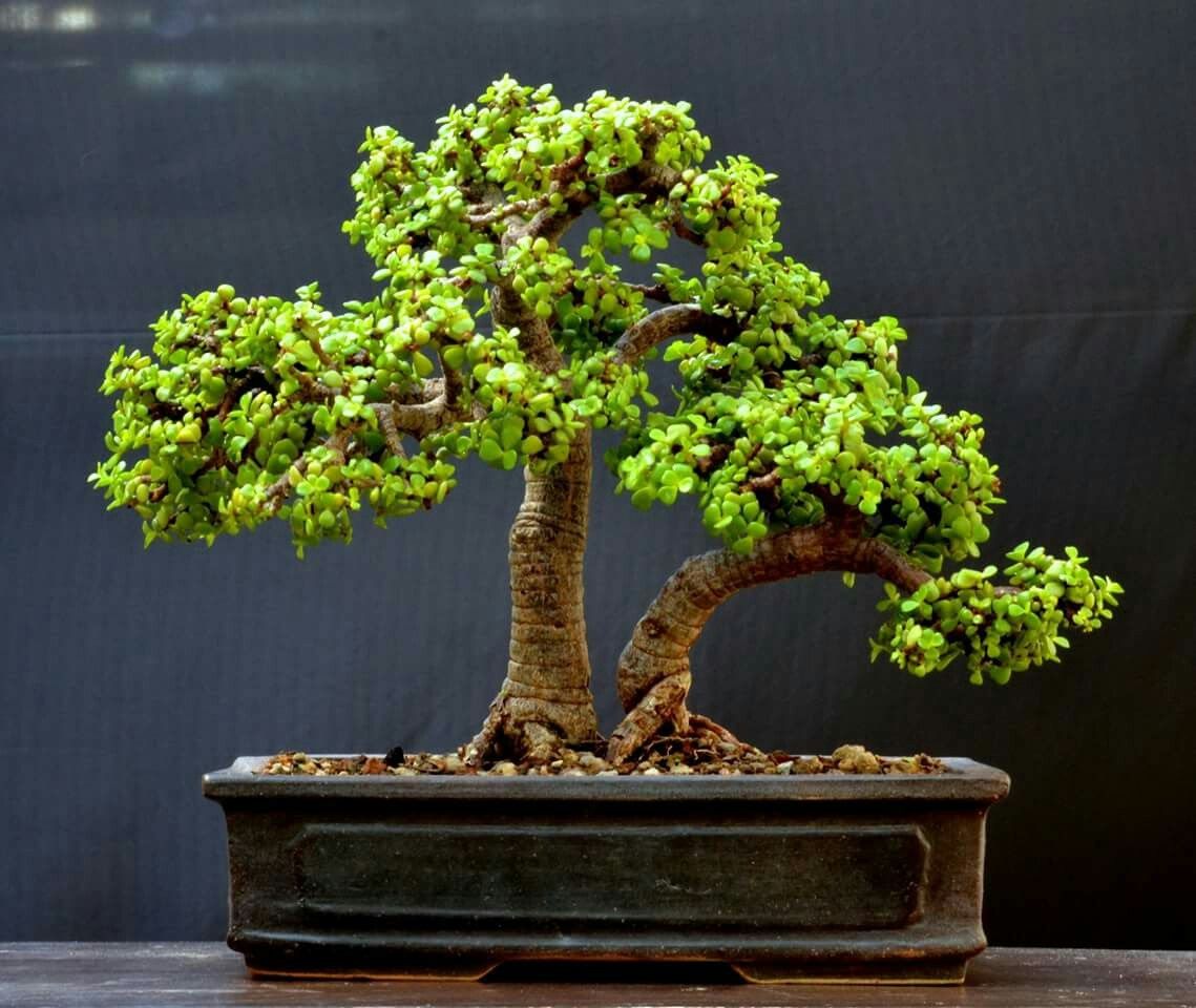 Chinese Juniper