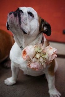 Bulldog Ready To Walk Down The Aisle So So Cute Dog Wedding