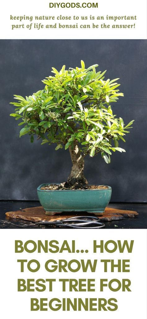 61+ Best Ideas Garden Zen Miniature Bonsai Trees