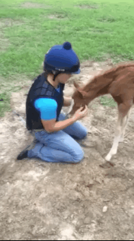 Via GIPHY | Foals, Baby Horses, Cuddling Gif Via GIPHY | Foals, Baby Horses, Cuddling Gif