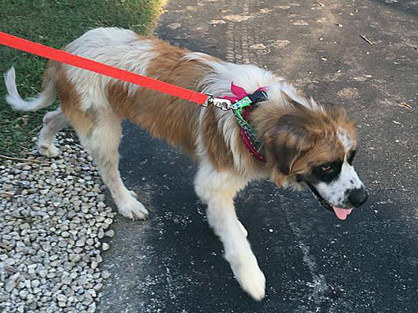 Pembroke Welsh dog for Adoption in Denver, CO. ADN