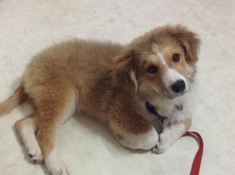 great pyrenees puppies for sale in texas