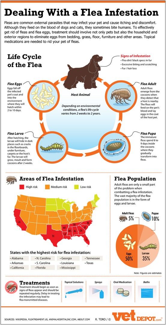 Prevention Is The Best Way To Deal With Fleas In Georgia We