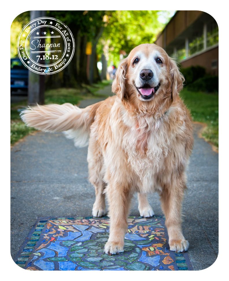 Golden Retriever The Way Golden Retriever Quotes Dog Cancer